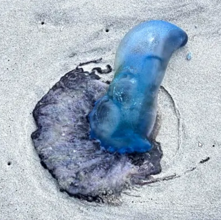 Portuguese man o’ war washed ashore at Patong